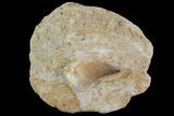 Mosasaur (Prognathodon) Tooth In Rock #96155-1